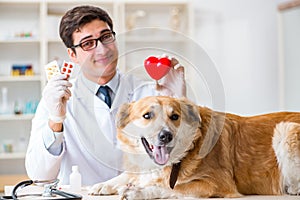 The doctor examining golden retriever dog in vet clinic