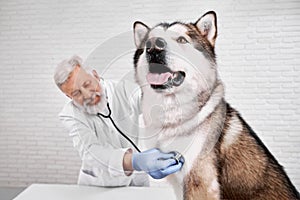 Doctor examining malamute with stethoscope.