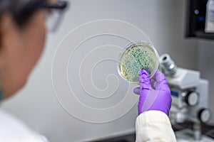 Doctor examining meningococcal bacterial culture plate