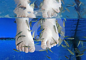 Doctor fish - fisha spa