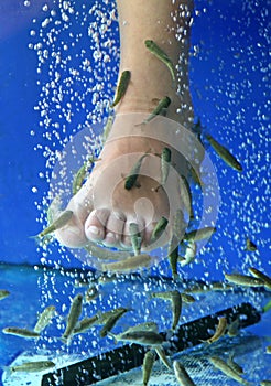 Doctor fish - fisha spa
