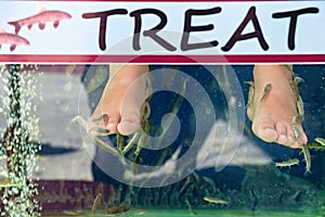 Doctor fishes cleaning a bather`s feet