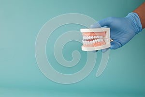 doctor hand holding plastic dental teeth model on table