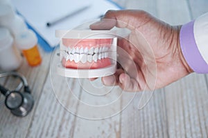 doctor hand holding plastic dental teeth model on table