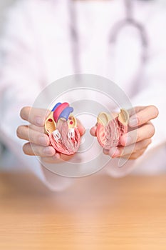 Doctor hold human Heart anatomy model. Cardiovascular Diseases, Atherosclerosis, Hypertensive Heart, Valvular Heart, photo