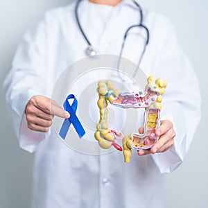 Doctor holding Blue ribbon with human Colon anatomy model. March Colorectal Cancer Awareness month, Colonic disease, Large photo