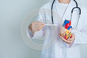 Doctor holding human Heart model. Cardiovascular Diseases, Atherosclerosis, Hypertensive Heart, Valvular Heart, Aortopulmonary