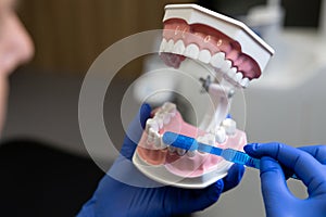 Doctor holding human jaw model using toothbrush on teeth on cavity model