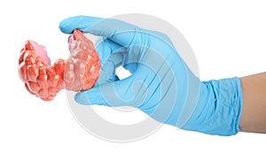 Doctor holding plastic model of afflicted thyroid on white background, closeup