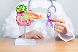 Doctor holding Purple ribbon with human Pancreas model for support Pancreatic cancer November awareness month, Pancreatitis,