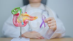 Doctor holding Purple ribbon with human Pancreas model for support Pancreatic cancer November awareness month, Pancreatitis,