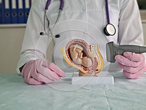 Doctor holding transducer for ultrasound examination in front of artificial model of human fetus in uterus