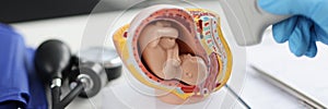 Doctor holding transducer for ultrasound examination in front of artificial model of human fetus in uterus closeup
