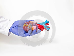 Doctor holds a mock heart organ in his hand on a white background. Heart transplant and surgery concept, shunting