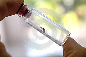 A doctor holds a test tube with an ixodic tick