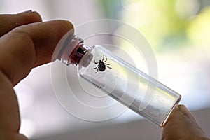 A doctor holds a test tube with an ixodic tick
