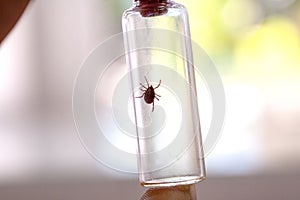 A doctor holds a test tube with an ixodic tick