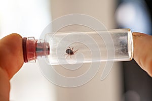 A doctor holds a test tube with an ixodic tick