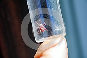 A doctor holds a test tube with an ixodic tick