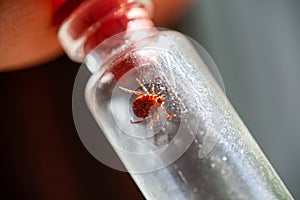 A doctor holds a test tube with an ixodic tick