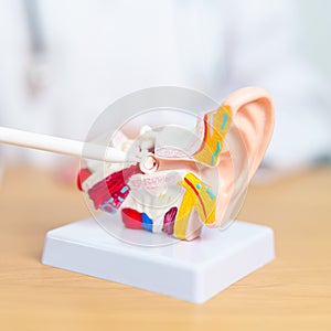 Doctor with human Ear anatomy model. Ear disease, Atresia, Otitis Media, Pertorated Eardrum, Meniere syndrome, otolaryngologist, photo
