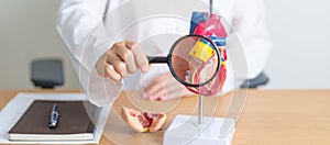 Doctor with human Heart anatomy model and magnifying glass. Cardiovascular Diseases, Atherosclerosis, Hypertensive Heart, Valvular