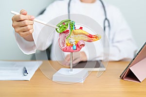 Doctor with human Pancreatitis anatomy model with Pancreas, Gallbladder, Bile Duct, Duodenum, Small intestine and tablet.