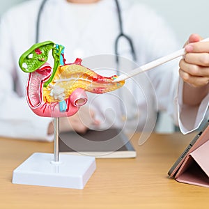 Doctor with human Pancreatitis anatomy model with Pancreas, Gallbladder, Bile Duct, Duodenum, Small intestine and tablet.