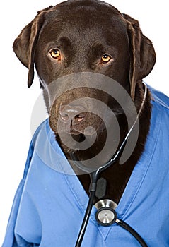 Doctor Labrador