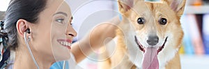 Doctor listens to stethoscope of dog at reception at veterinary clinic