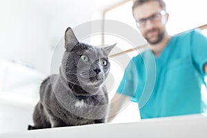 Doctor looking at Russian Blue cat on bed in veterinary clinic photo