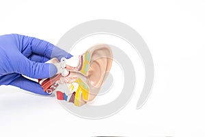 Doctor otolaryngologist holds a mock human ear on a white background. The concept of treatment of otitis media and other