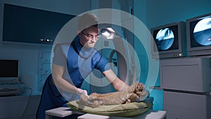 Doctor in radiology protective vest checking cute scared toy poodle for x-ray 4K