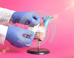 Doctor`s hands stick a medical plaster on a mock-up of a human heart on a pink background. Human cardiovascular system treatment