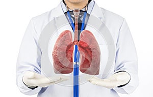 Doctor show respiratory of lung photo