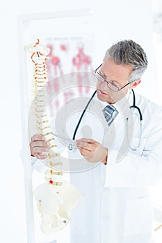 Doctor showing anatomical spine with his pen