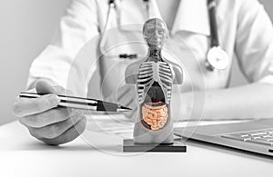 Doctor showing internal organs in 3d human model. Woman with stethoscope in lab coat sitting at desk with laptop