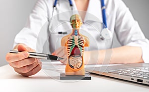 Doctor showing internal organs in 3d human model. Woman with stethoscope in lab coat sitting at table with laptop and