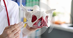 Doctor showing the ischial tuberosity or ischial bones of pelvic girdle