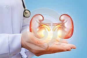 Doctor shows kidney. photo