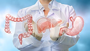 Doctor shows organs the digestive system .