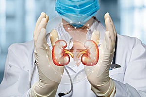 The doctor shows and supports the kidneys photo