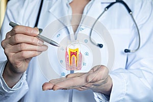 Doctor shows tooth anatomy