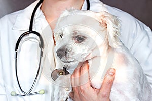 Doctor with stethoscope holding a Maltese dog on her hands during the veterinary examining in a vererinarian office close up.