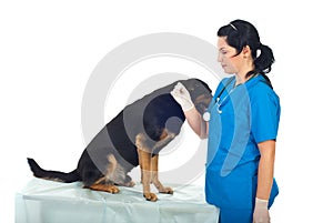 Doctor taking temperature to dog