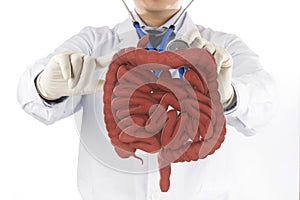 Doctor touch intestine check human intestine photo