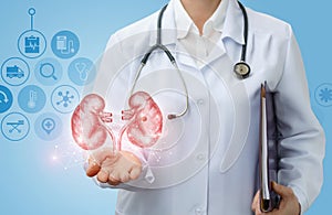 Doctor urologist shows kidneys .