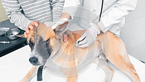 Doctor use stethoscope examine dogâ€™s heart rate in pet clinic