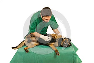 Doctor vet examine dog