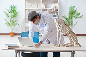 The doctor vet practicing on dog skeleton